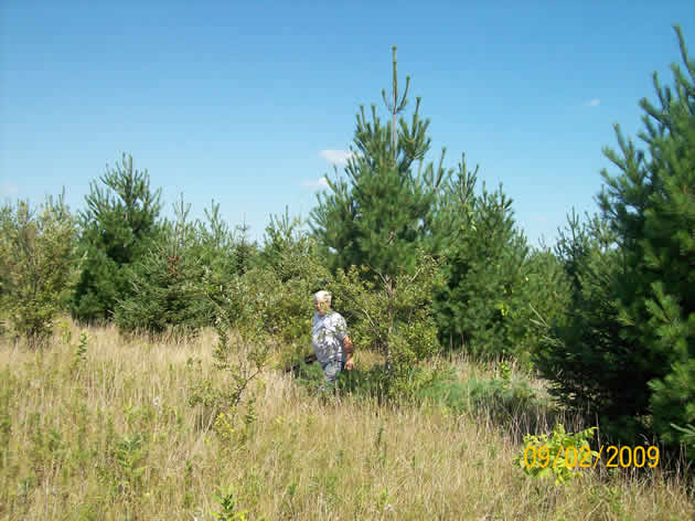 Plantation view from within